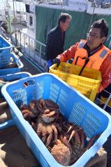 広尾町内の十勝港に水揚げされた毛ガニ（２５日午前１０時１５分ごろ）