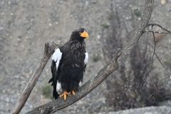 タンチョウやオオワシ…水面からの野鳥観察楽しんで　十勝川ワシ観察プレミアムツアー