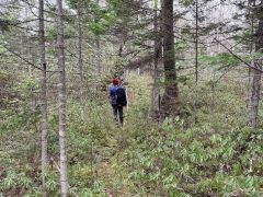 道路整備の計画地。コケの生息が確認できる（足寄町茂足寄）