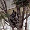 進む法整備、大前提は地域一丸で連携を～クマ駆除の現在地（下）