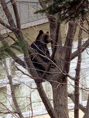 進む法整備、大前提は地域一丸で連携を～クマ駆除の現在地（下）