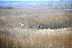 十勝川の上空を飛ぶ２羽のタンチョウ