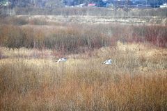 十勝川の上空を飛ぶ２羽のタンチョウ