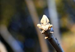 ヒツジの顔に見えるクルミの冬芽