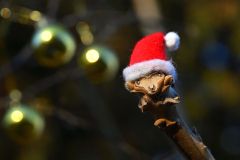 冬芽からメリークリスマス～ピンときた！