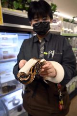 多くのヘビを扱うペットワールドプロックス音更店。担当者は「ヘビはかわいらしい表情も見せてくれる」とＰＲ
