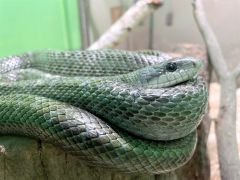 おびひろ動物園のアオダイショウ。道内でよく見られるという青みがかった個体（同園提供）