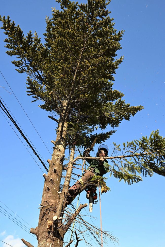 【写真】持続可能な森林経営へ「自伐型林業」、住宅街の「特殊伐採」もウリ　池田の「ミノタケ」