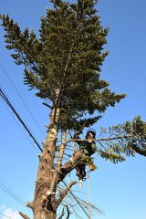 ロープワークを駆使してトドマツの伐採作業を進める頓所さん（須貝拓也撮影）