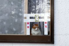 芽室神社内にある「猫神社」。運が良ければネコが顔を出してくれるかも