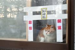 芽室神社内にある「猫神社」。運が良ければネコが顔を出してくれるかも