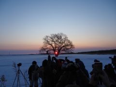 初日の出とハルニレ〝共演〟　豊頃町河川敷　シンボルツリーに７０人集い歓声