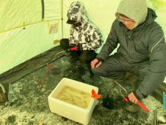 ホロカヤントーでワカサギ釣りを楽しむ親子（４日午前８時ごろ）