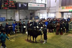 ホクレン十勝地区家畜市場で行われた和牛の初競り（７日）