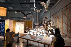 最新研究から学ぶ鳥　ペンギンなど標本６００点　国立科学博物館で特別展 2