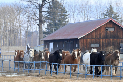 「馬追い」異例の雪なし　「大寒」も気温３、４月並み 10