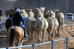 「馬追い」異例の雪なし　「大寒」も気温３、４月並み 3