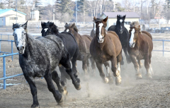 土を蹴り上げて疾走する重種馬（２０日午前１０時ごろ、音更町の家畜改良センター十勝牧場で。塩原真撮影）