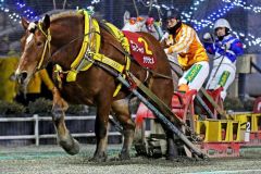 ゴール前で後続を突き放し、快勝したサクラヒメと渡来心路騎手（ばんえい十勝提供）