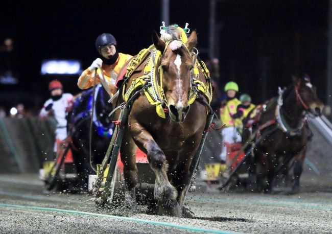 サクラヒメ悔しさ晴らす勝利　ばんえいヒロインズカップ