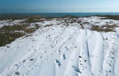 希少植生地にタイヤ痕　浜大樹海岸　規制ロープ切られ