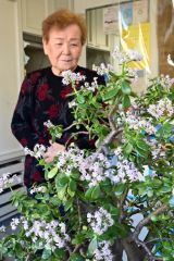 いつまでも元気な金のなる木と律子さん