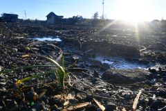 珠洲市内の更地に芽吹く草。復興を願う希望の緑にも見える