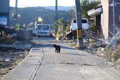 珠洲市を歩く猫。被災地には迷い猫を探すポスターの掲示も多い