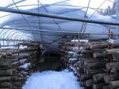 雪の下敷きになったビニールハウス内のシイタケの原木（オークル提供）