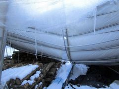 雪の下敷きになっているビニールハウス内のシイタケの原木（オークル提供）