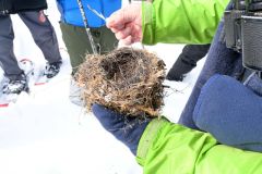 木の根と土の壁で作られている鳥の巣
