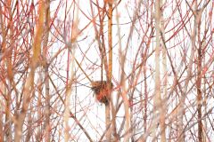３メートルほどの高さで、枝に引っかけるようにして作られていた鳥の巣