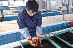 十勝港の養殖試験事業で約３年かけて育てたウニ