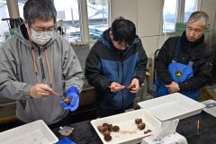 養殖ウニの殻を割り、実入りや品質などを確認する関係者ら