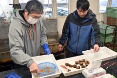 養殖ウニの殻を割り、実入りや品質などを確認する関係者ら