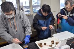 養殖ウニ初出荷　広尾漁協　３年かけて育成、種苗・餌も完全自前