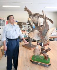新築祝いに「剥製」？　北海道の風習説、真偽問う　浦幌博物館が情報収集