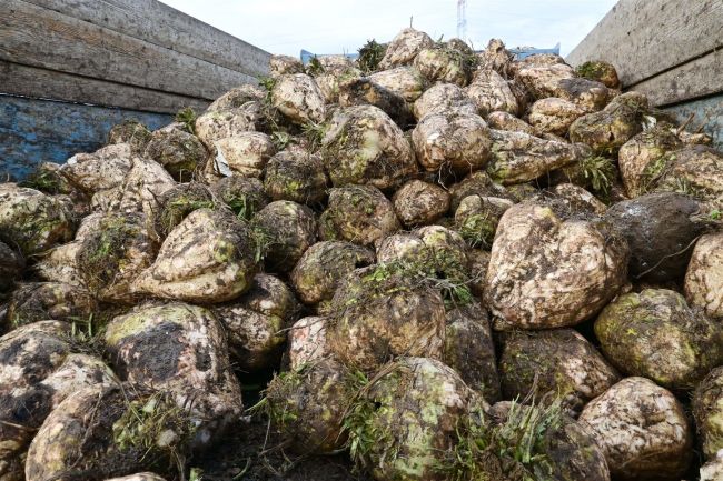 前年比大幅減の８億３３００万円　２４年産の作物共済金