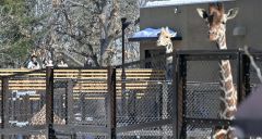 動物たちとしばしお別れ、最終日にぎわう　おびひろ動物園冬季開園 2