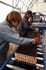 ペーパーポットの土をならし、種を入れる準備をする作業員(中札内村、須貝拓也撮影)