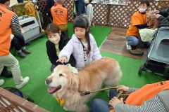 セラピードッグのゴールデンレトリバーとふれあう子どもたち