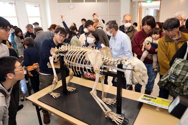 ヒグマの全身骨格お披露目　幕別の忠類ナウマン象記念館で記念講演会