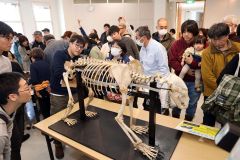 ヒグマの全身骨格お披露目　幕別の忠類ナウマン象記念館で記念講演会