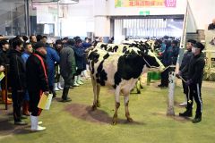 現在の施設で最後の競りとなった乳牛市場（２４日午前１０時１５分ごろ）