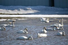 この時期だけの「白鳥の湖」～こぼれ話 2