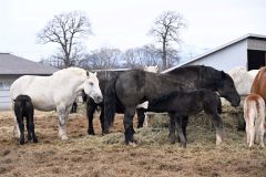 母馬から母乳を飲む子馬（２７日、須貝拓也撮影）