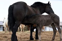 母馬から母乳を飲む子馬（２７日、須貝拓也撮影）