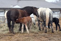 母馬から母乳を飲む子馬（２７日、須貝拓也撮影）