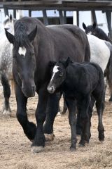 寄り添いながら歩く馬の親子（２７日、須貝拓也撮影）