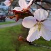 高温予想の4月 桜の開花日は?